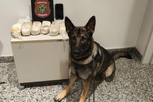 Alaska ajudou a flagrar cocaína no Aeroporto do Recife