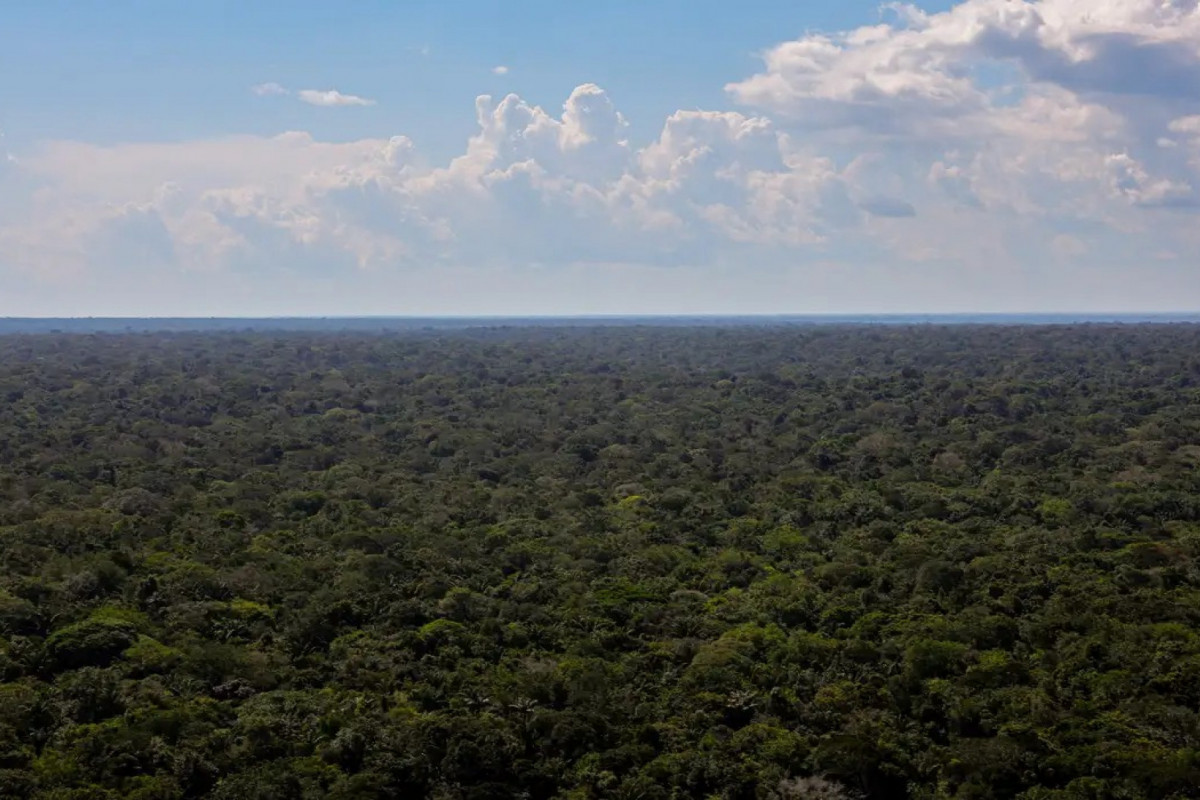 Com 6,5 milhões de quilômetros quadrados, a Amazônia abriga 13% das espécies conhecidas no planeta (Agência Brasil) Com 6,5 milhões de quilômetros quadrados, a Amazônia abriga 13% das espécies conhecidas no planeta/Agência Brasil