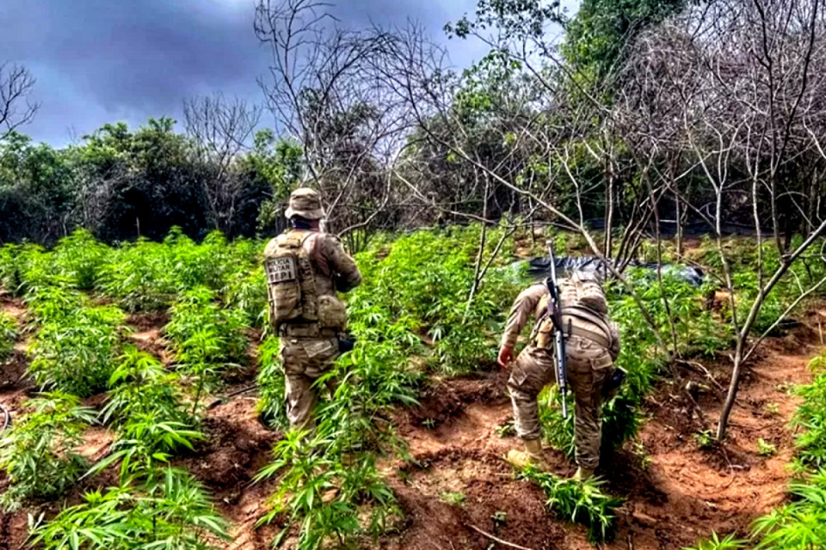 Duas roças foram erradicadas em Carnuabeira da Penha (DIVULGAÇÃO/POLÍCIA FEDERAL-PE) Duas roças foram erradicadas em Carnuabeira da Penha/DIVULGAÇÃO/POLÍCIA FEDERAL-PE