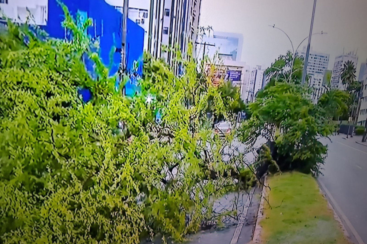 Árvore caiu na Domingos Ferreira, em Boa Viagem /Reprodução/TV Globo 