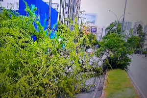 Árvore caiu na Domingos Ferreira, em Boa Viagem 