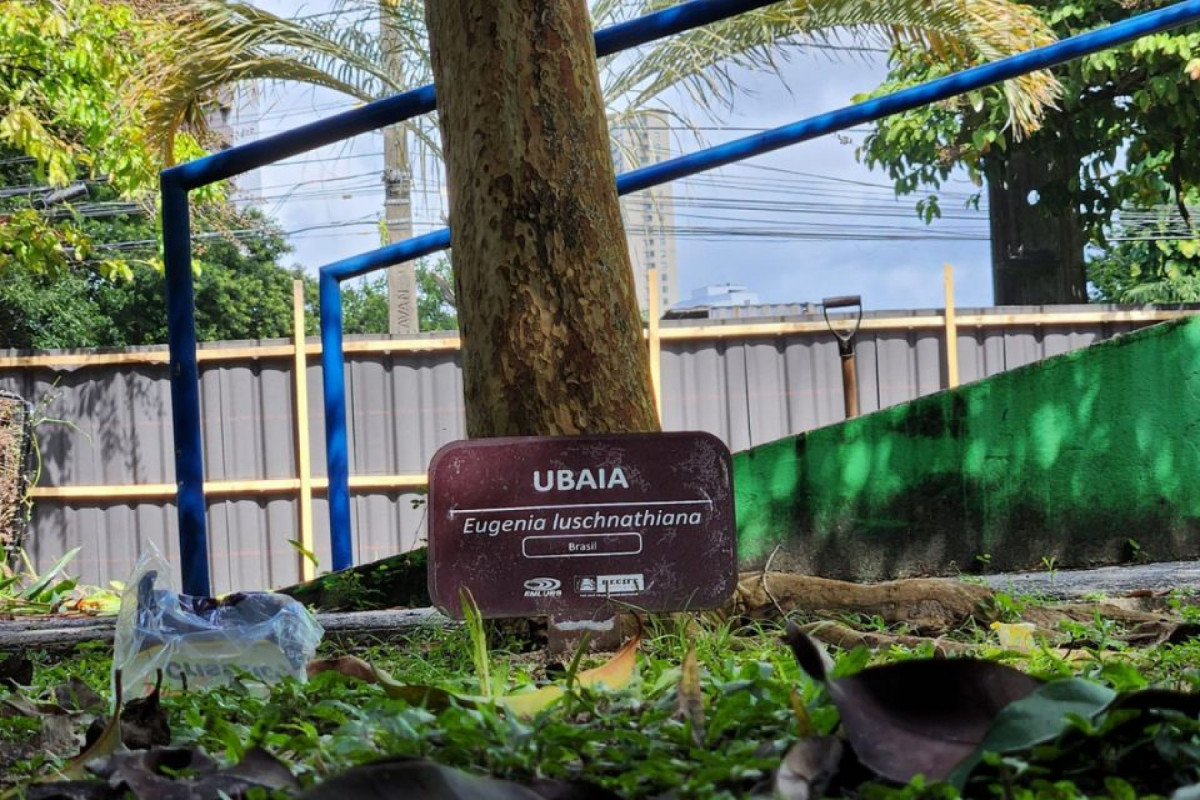 Área de demolição contém árvores com placas descritivas colocadas pela prefeitura