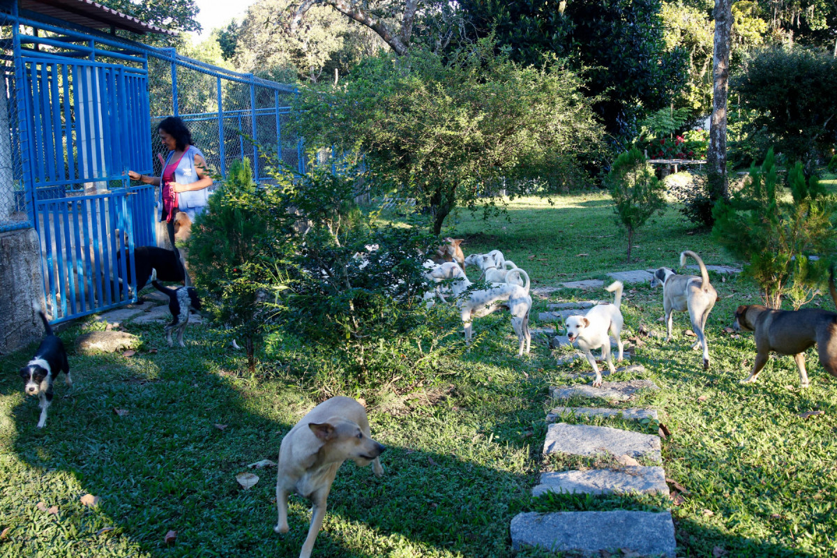 Laura Ferraz e os cachorros resgatados.
