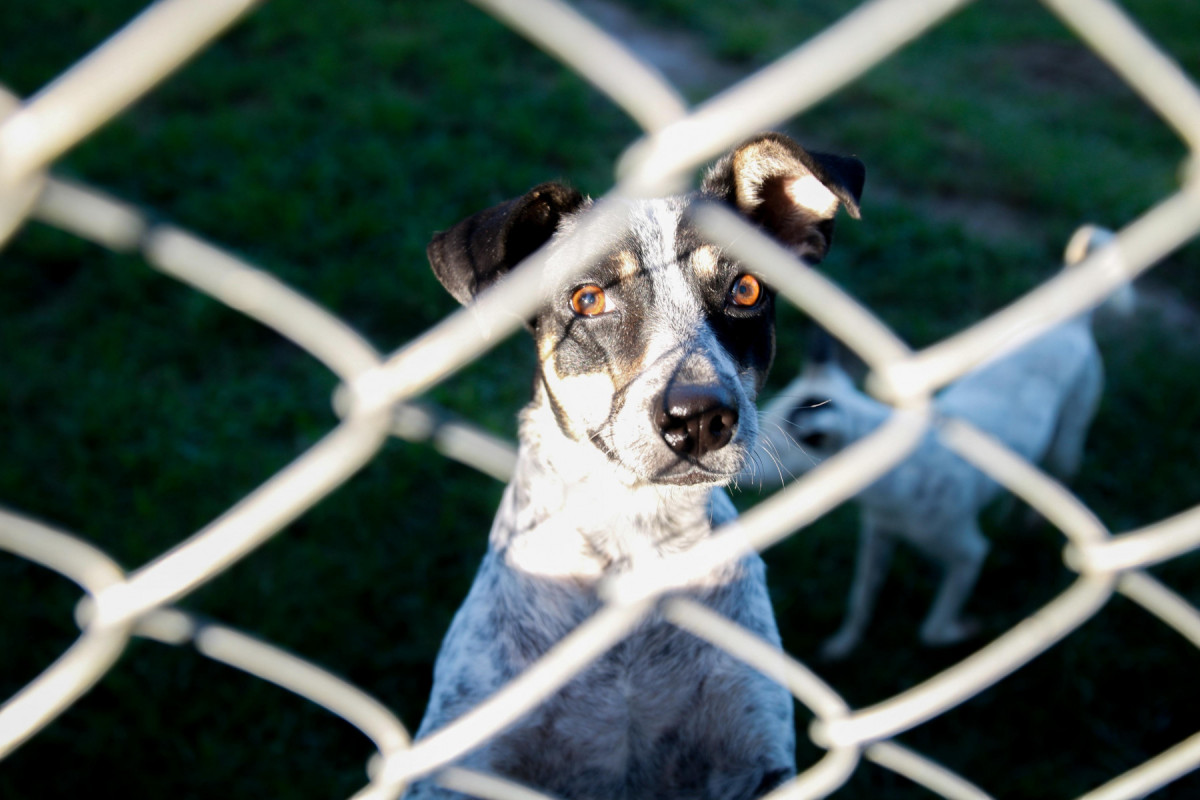 Um dos cachorros de Renato e Damiana.