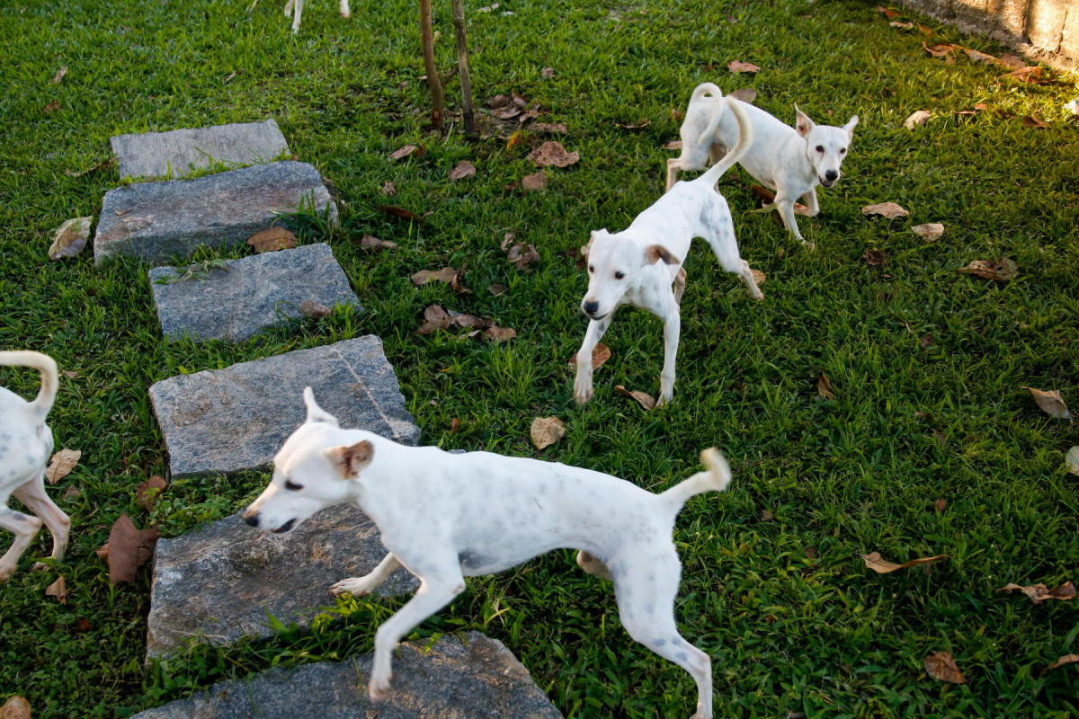 Cachorros de Renato e Damiana.