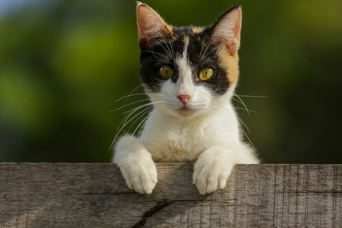 Iniciaitva visa icentivar a doação de animais/Foto: Divulgação