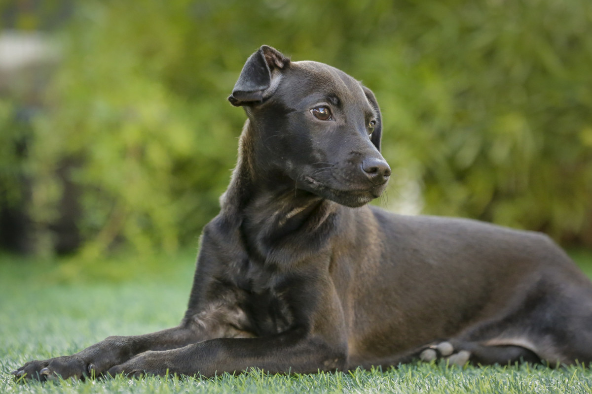 Iniciaitva visa icentivar a doação de animais