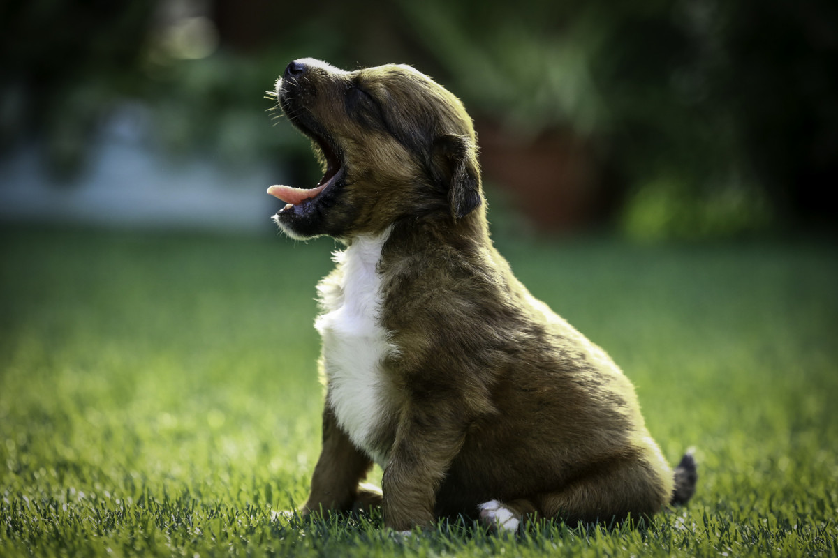 Iniciaitva visa icentivar a doação de animais