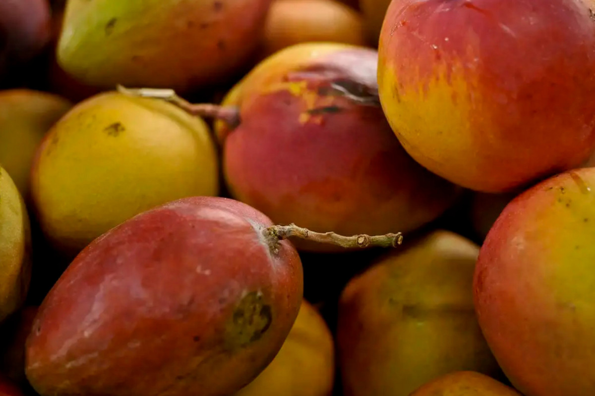 De acordo com a Associação Brasileira dos Produtores e Exportadores de Frutas e Derivados (Abrafrutas), cerca de 2,5 mil contêineres estão parados, somente de manga, são 36,8 mil toneladas, no Sertão do São Francisco