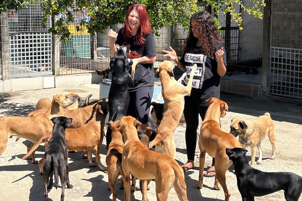 Vinte cães, com idades entre sete meses e quatro anos, estarão à espera de um lar/ACERVO PESSOAL