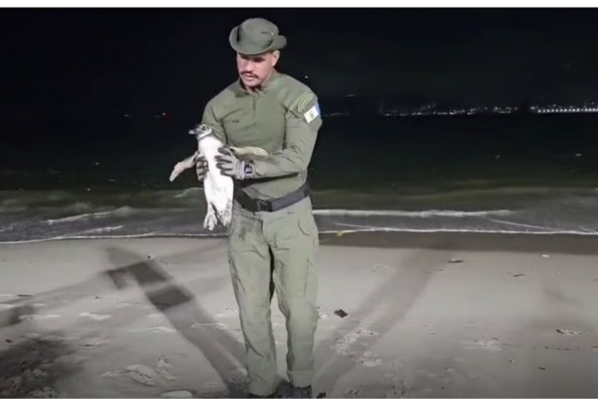 Os agentes ambientais da guarda municipal de Niterói encaminharam o pinguim ao Projeto de Monitoramento de Praias da Bacia de Santos (Reprodução) Os agentes ambientais da guarda municipal de Niterói encaminharam o pinguim ao Projeto de Monitoramento de Praias da Bacia de Santos/Reprodução