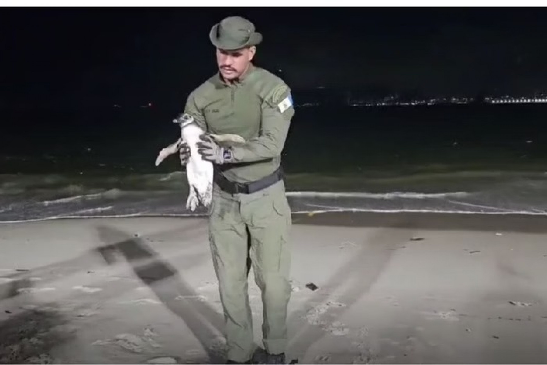 Os agentes ambientais da guarda municipal de Niterói encaminharam o pinguim ao Projeto de Monitoramento de Praias da Bacia de Santos