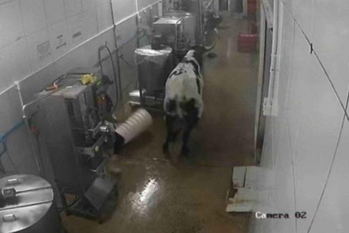 
Vaca andou pelos corredores de fábrica no Ceará e assustou funcionários/Reprodução