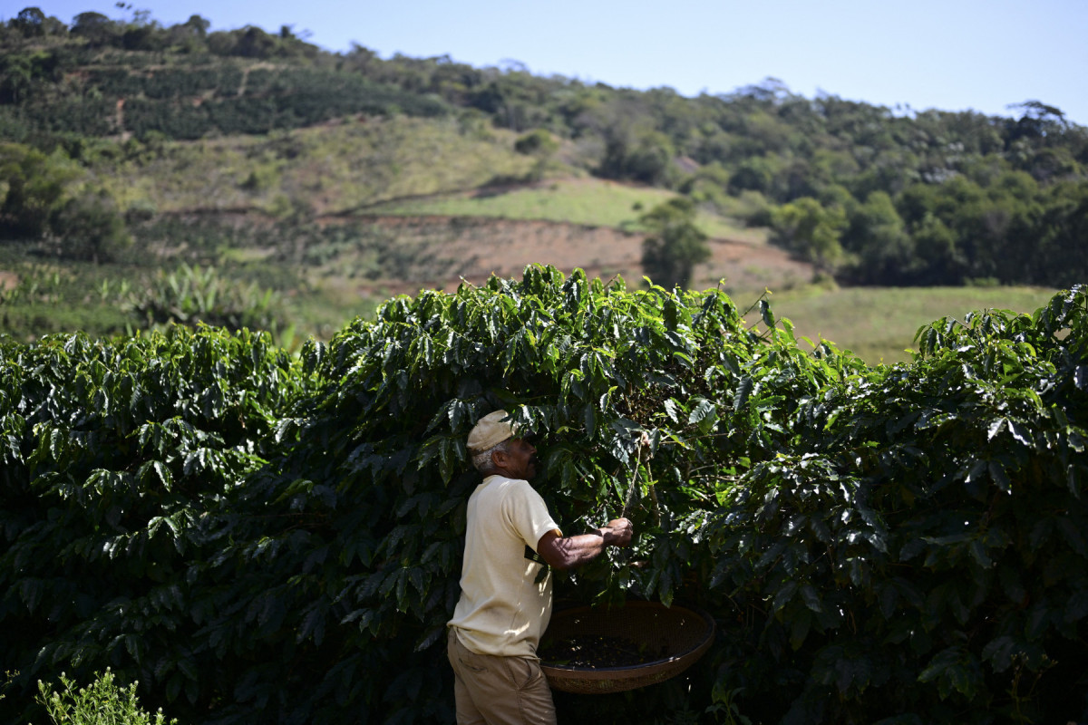 Um homem colhe café no final da safra anual na fazenda Lira, em Santa Clara, distrito de Porciúncula, estado do Rio de Janeiro, Brasil, em 21 de julho de 2025. (Foto de Pablo PORCIUNCULA / AFP)