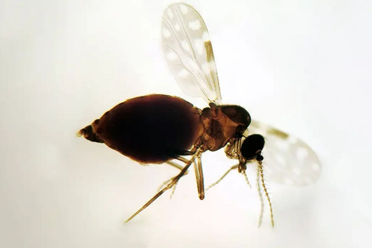 A febre oropouche é causada por um vírus transmitido pelo mosquito Culicoides paraensis, mais conhecido como maruim (Fiocruz/Divulgação) A febre oropouche é causada por um vírus transmitido pelo mosquito Culicoides paraensis, mais conhecido como maruim/Fiocruz/Divulgação