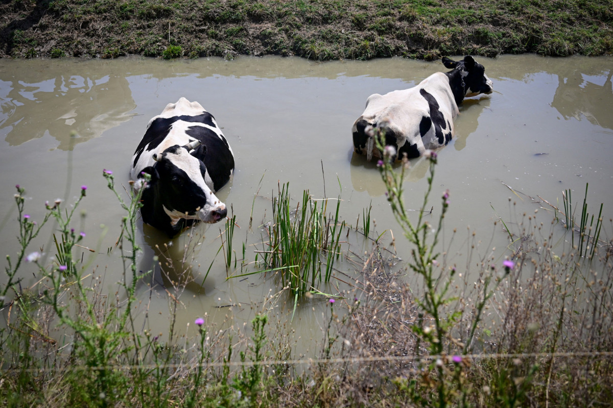  Cows cool down in a water channel next to Manastirea village July 26, 2025 as Southern Romania experiences extreme heat with temperatures over 35 degrees Celsius. (Photo by Daniel MIHAILESCU / AFP)