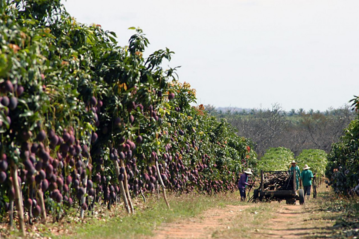 Em 2024, agro cresceu 14% em Pernambuco e representou 37% das exportações
(Foto: Comunicação Sistema Faepe/Senar) Em 2024, agro cresceu 14% em Pernambuco e representou 37% das exportações
/Foto: Comunicação Sistema Faepe/Senar
