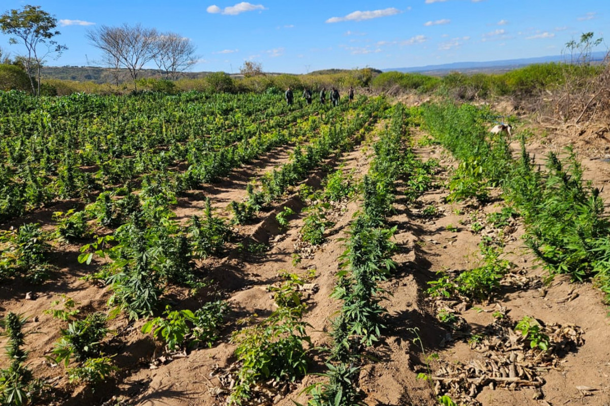 Plantio ilegal de maconha foi erradicado no Ceará