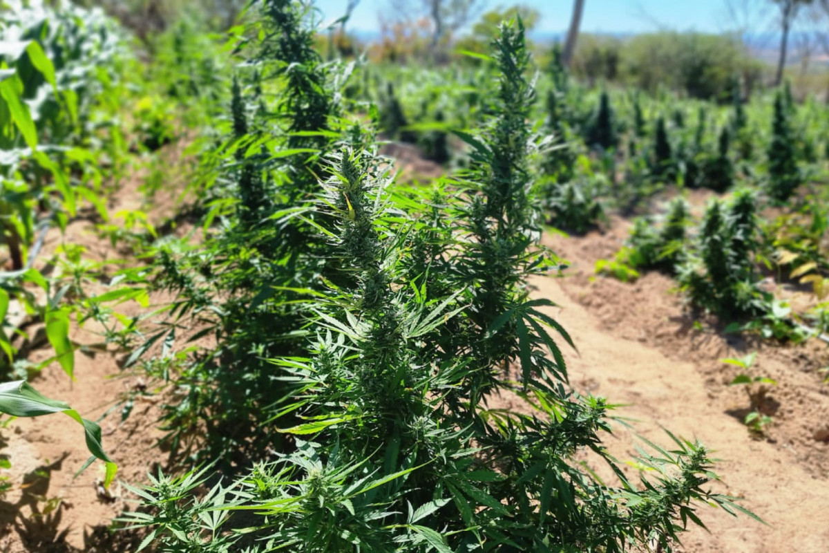 Plantio ilegal de maconha foi erradicado no Ceará