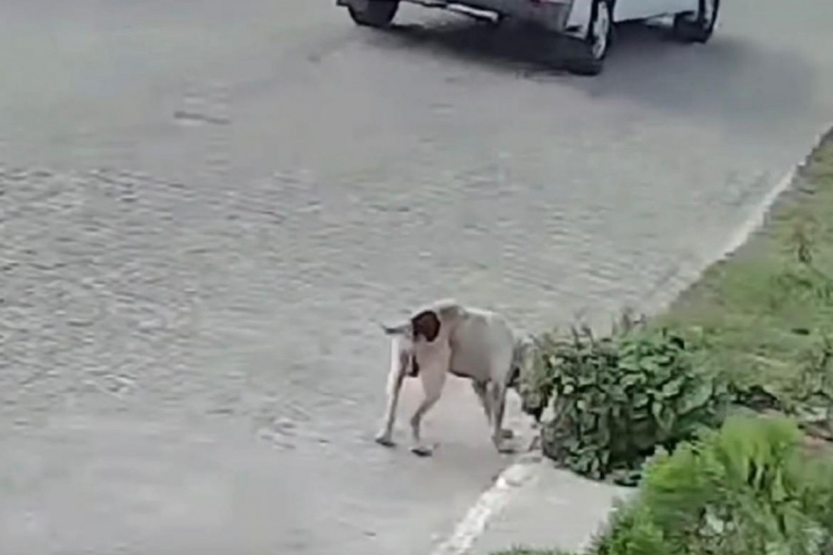 Ataque de pitbull em Iguaracy contra duas mulheres e duas crianças ocorreu enquanto elas aguardavam transporte escolar (Foto: Reprodução) Ataque de pitbull em Iguaracy contra duas mulheres e duas crianças ocorreu enquanto elas aguardavam transporte escolar/Foto: Reprodução