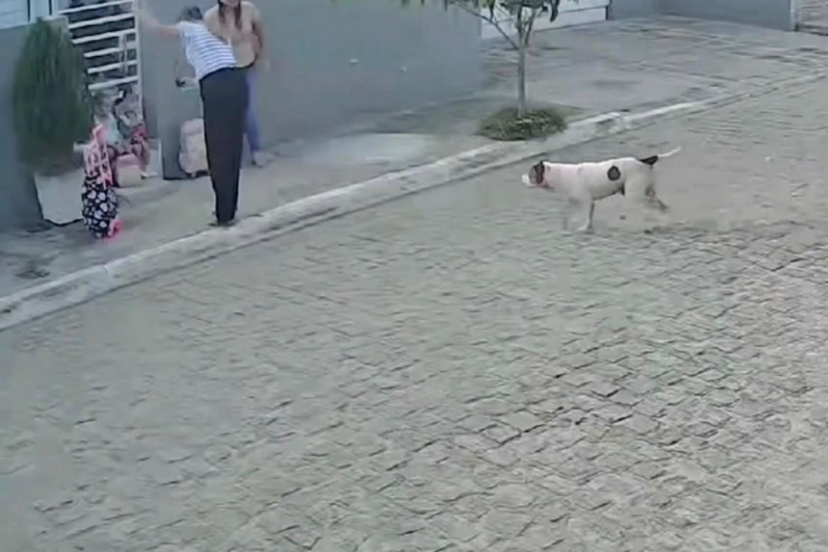 Ataque de pitbull em Iguaracy contra duas mulheres e duas crianças ocorreu enquanto elas aguardavam transporte escolar