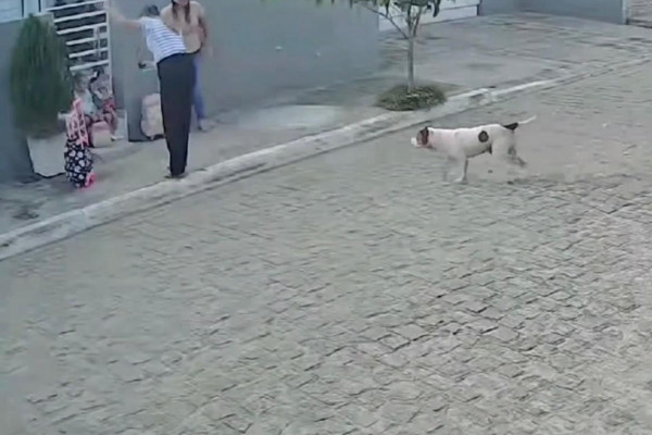 Ataque de pitbull em Iguaracy contra duas mulheres e duas crianças ocorreu enquanto elas aguardavam transporte escolar
