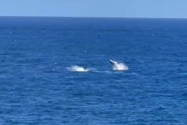 Baleias-jubarte são vistas em praia em Fernando de Noronha