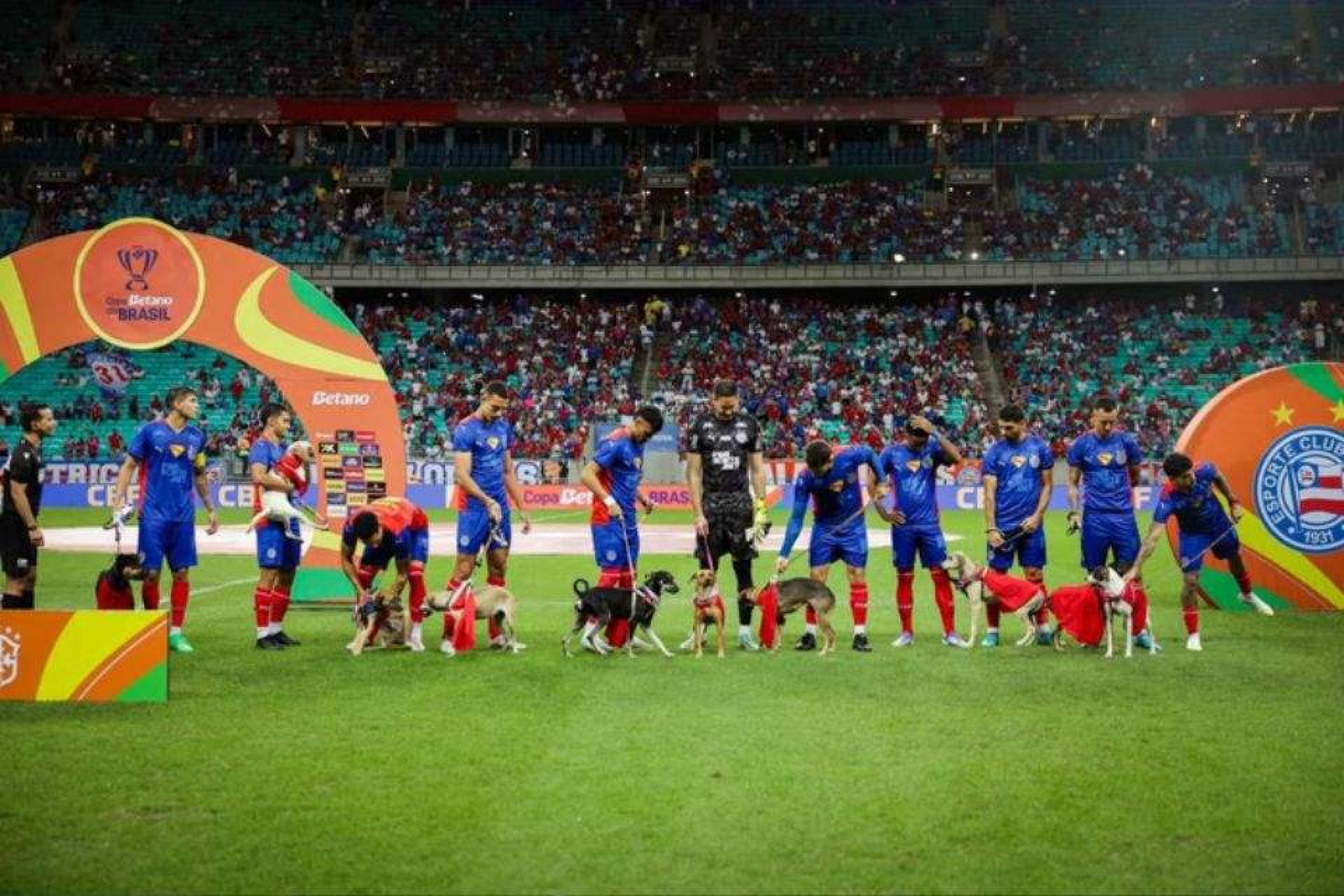 Jogadores do Bahia entram em campo com cachorros