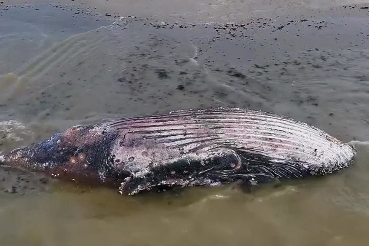 De acordo com a Prefeitura da Ilha de Itamaracá, o laudo preliminar indica que não houve sinais de colisão com embarcação nem ingestão de resíduos. (Foto: Reprodução / @cuca.Drone) De acordo com a Prefeitura da Ilha de Itamaracá, o laudo preliminar indica que não houve sinais de colisão com embarcação nem ingestão de resíduos./Foto: Reprodução / @cuca.Drone