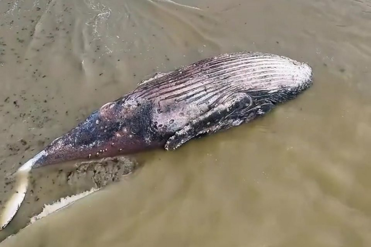 De acordo com a Prefeitura da Ilha de Itamaracá, o laudo preliminar indica que não houve sinais de colisão com embarcação nem ingestão de resíduos.