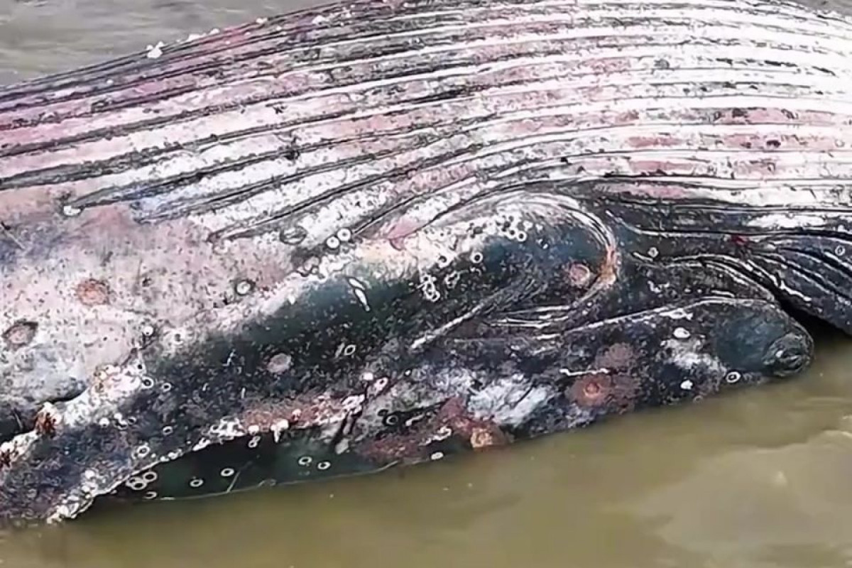 De acordo com a Prefeitura da Ilha de Itamaracá, o laudo preliminar indica que não houve sinais de colisão com embarcação nem ingestão de resíduos.