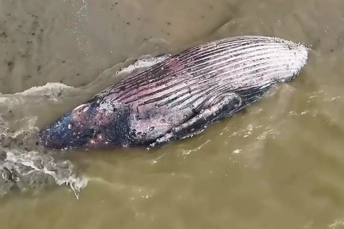 De acordo com a Prefeitura da Ilha de Itamaracá, o laudo preliminar indica que não houve sinais de colisão com embarcação nem ingestão de resíduos.