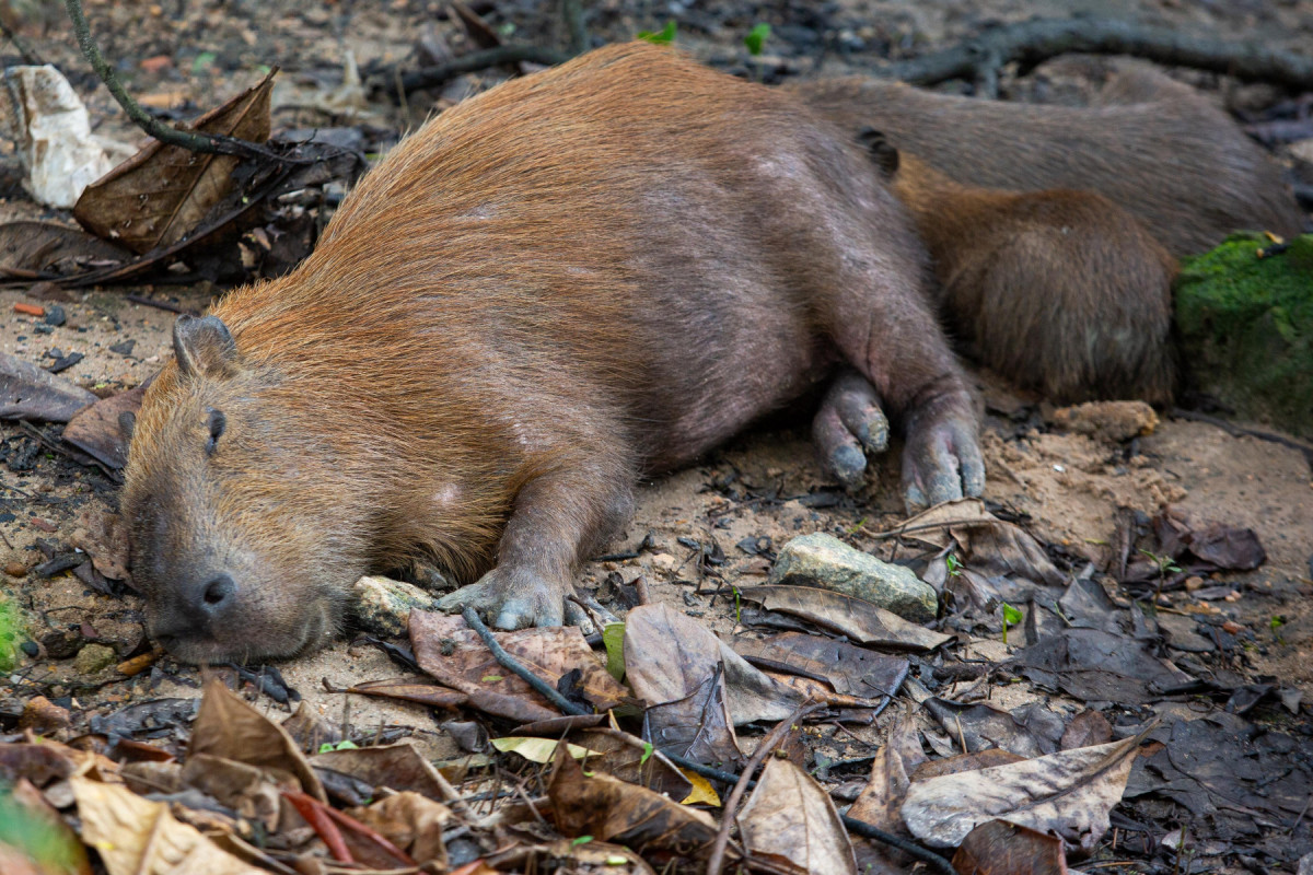 Biólogos estão atentos a mudanças de comportamento do grupo de capivaras que tem convivido com seres humanos