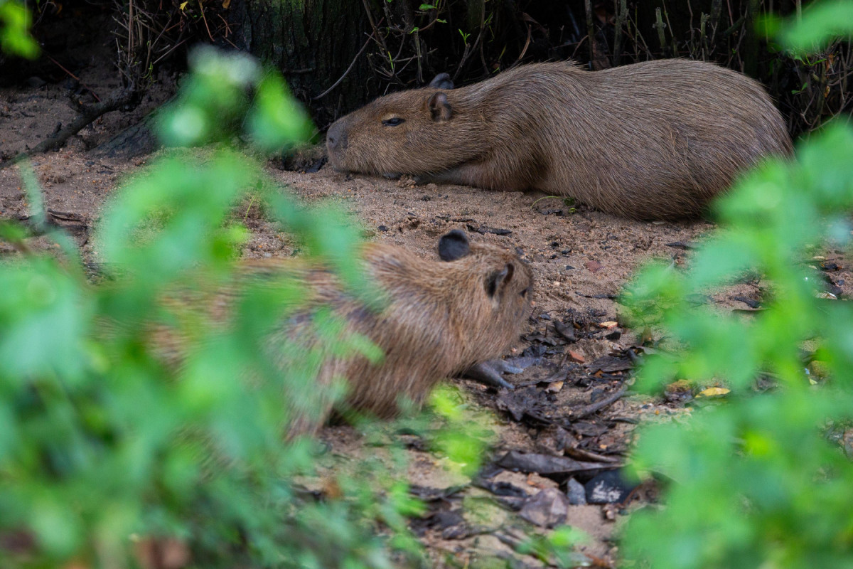 Biólogos estão atentos a mudanças de comportamento do grupo de capivaras que tem convivido com seres humanos