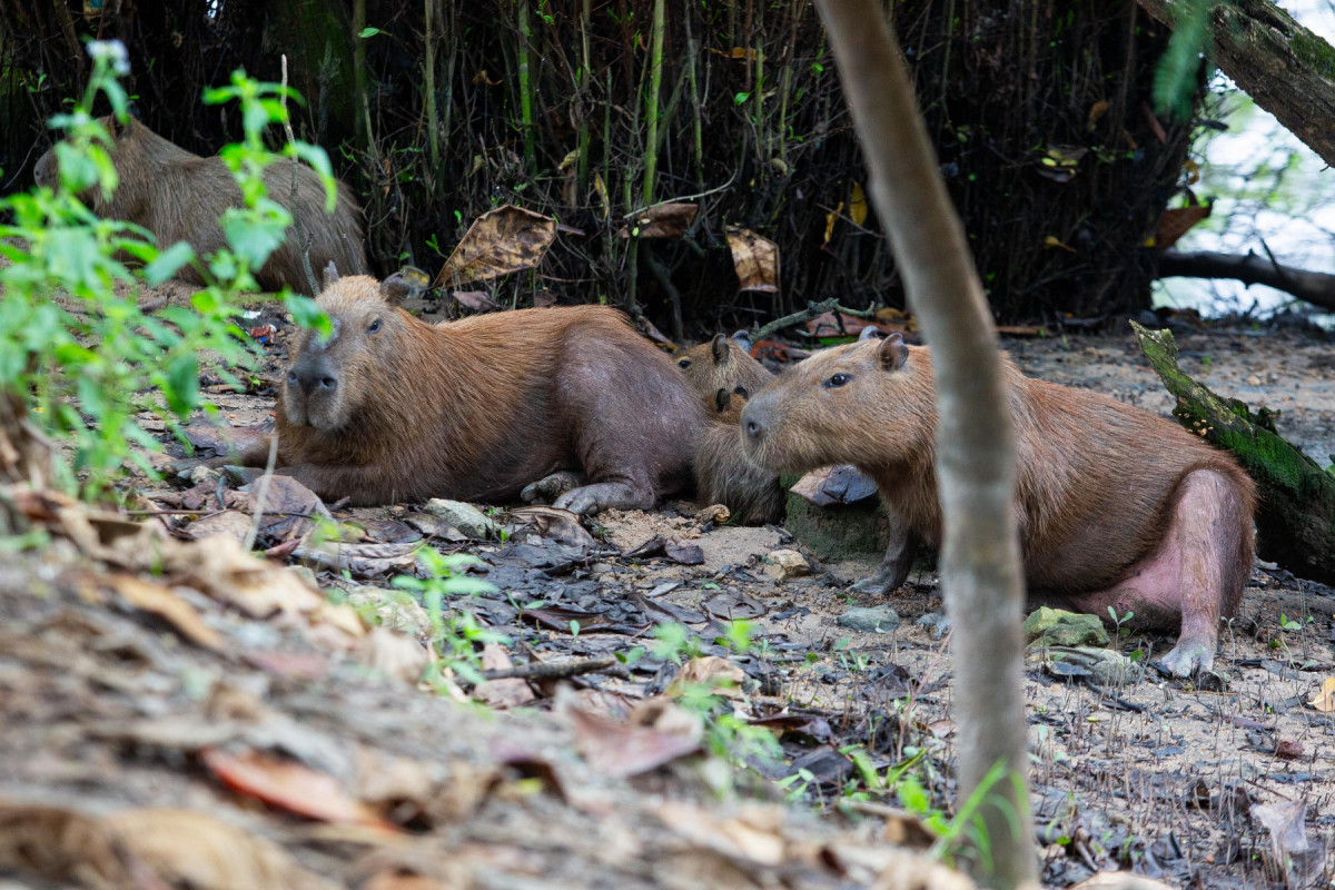 Biólogos estão atentos a mudanças de comportamento do grupo de capivaras que tem convivido com seres humanos