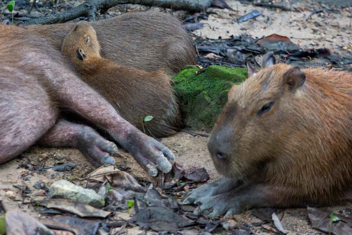 Biólogos estão atentos a mudanças de comportamento do grupo de capivaras que tem convivido com seres humanos