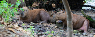 Biólogos estão atentos a mudanças de comportamento do grupo de capivaras que tem convivido com seres humanos (Rafael Vieira/DP Foto)