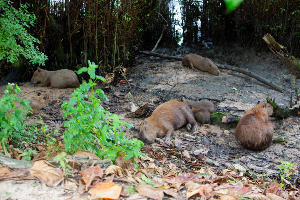 Biólogos estão atentos a mudanças de comportamento do grupo de capivaras que tem convivido com seres humanos (Rafael Vieira/DP Foto)