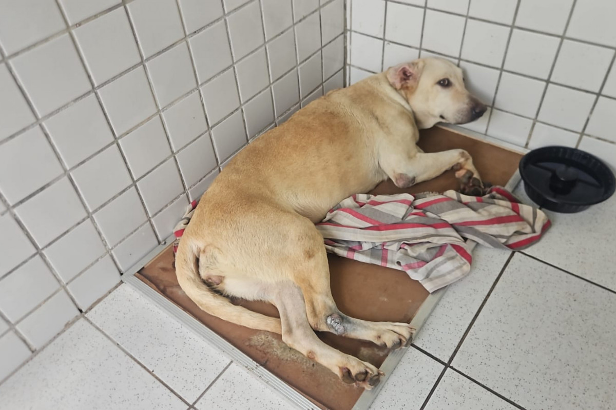 Cadela abandonada na BR-101 é resgatada pela PRF no Recife/Divulgação/PRF
