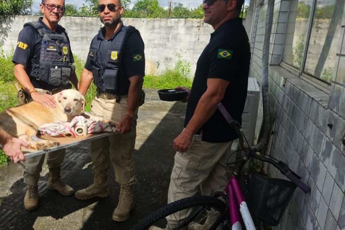 Cadela abandonada na BR-101 é resgatada pela PRF no Recife