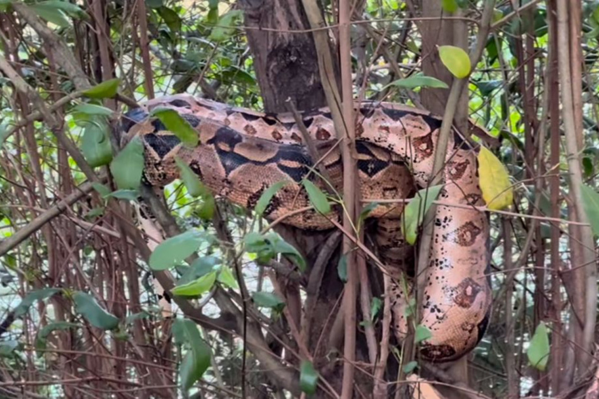 Cobra atraiu olhares de quem passava pelo Parque das Graças