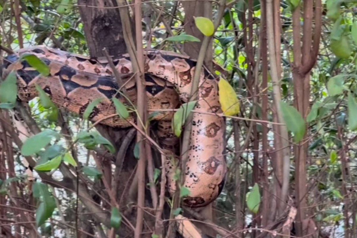 Cobra atraiu olhares de quem passava pelo Parque das Graças/Foto: Kleber Mendonça Filho via Instagram