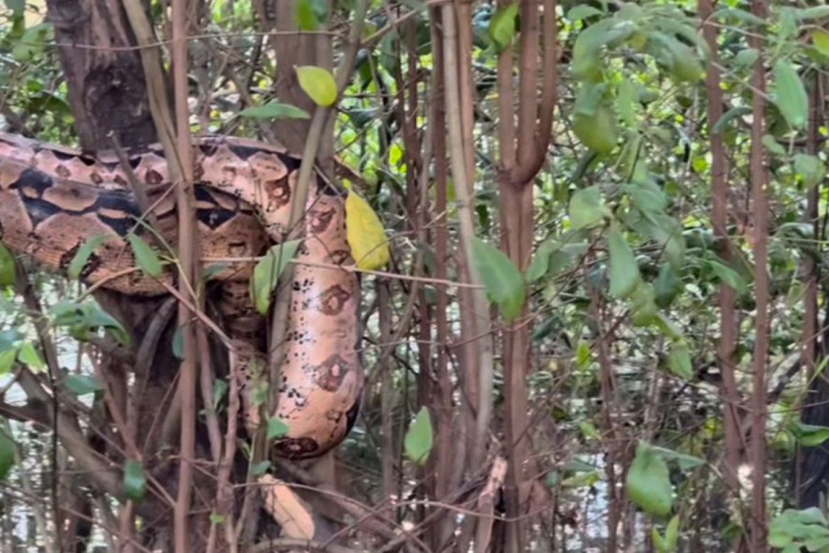 Cobra atraiu olhares de quem passava pelo Parque das Graças