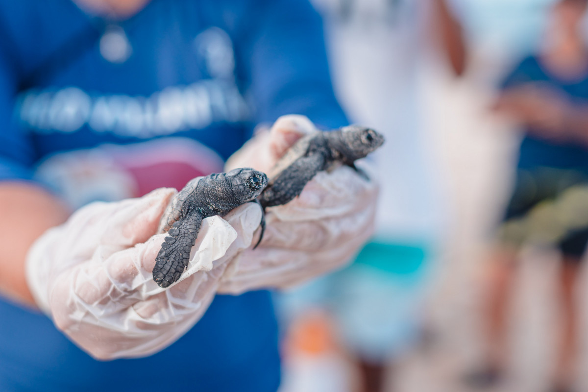 A desova das tartarugas marinhas é cercada de proteção (Divulgação) A desova das tartarugas marinhas é cercada de proteção/Divulgação