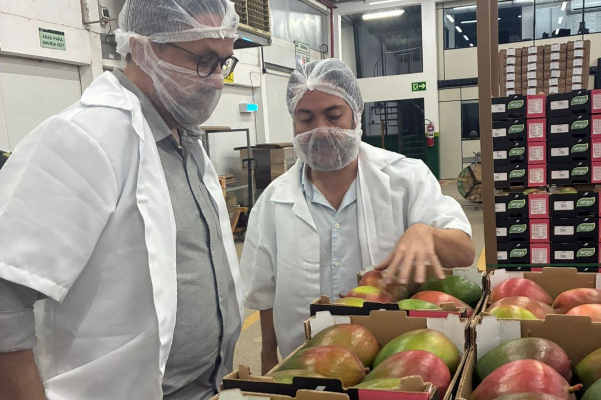 Governo de Pernambuco intensifica luta para retirar manga, uva e açúcar da sobretaxa americana
/Foto: Divulgação