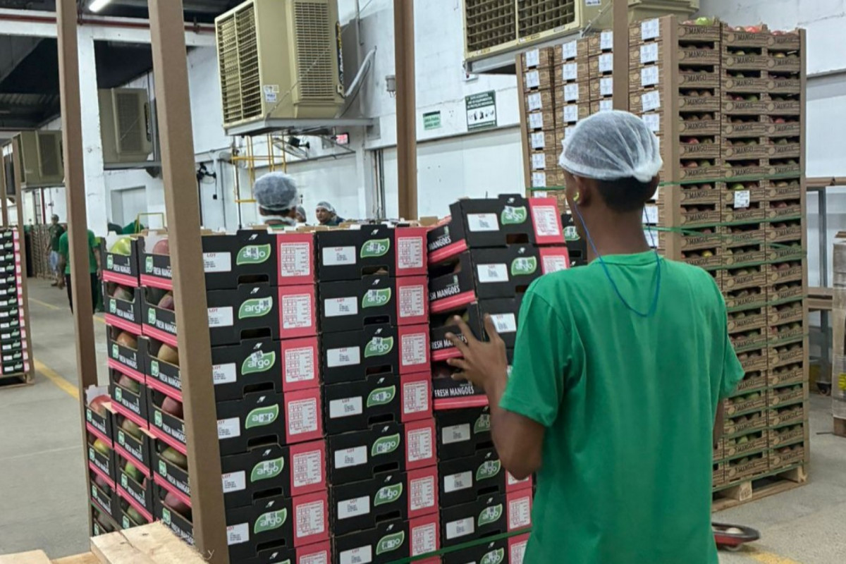 Governo de Pernambuco intensifica luta para retirar manga, uva e açúcar da sobretaxa americana
