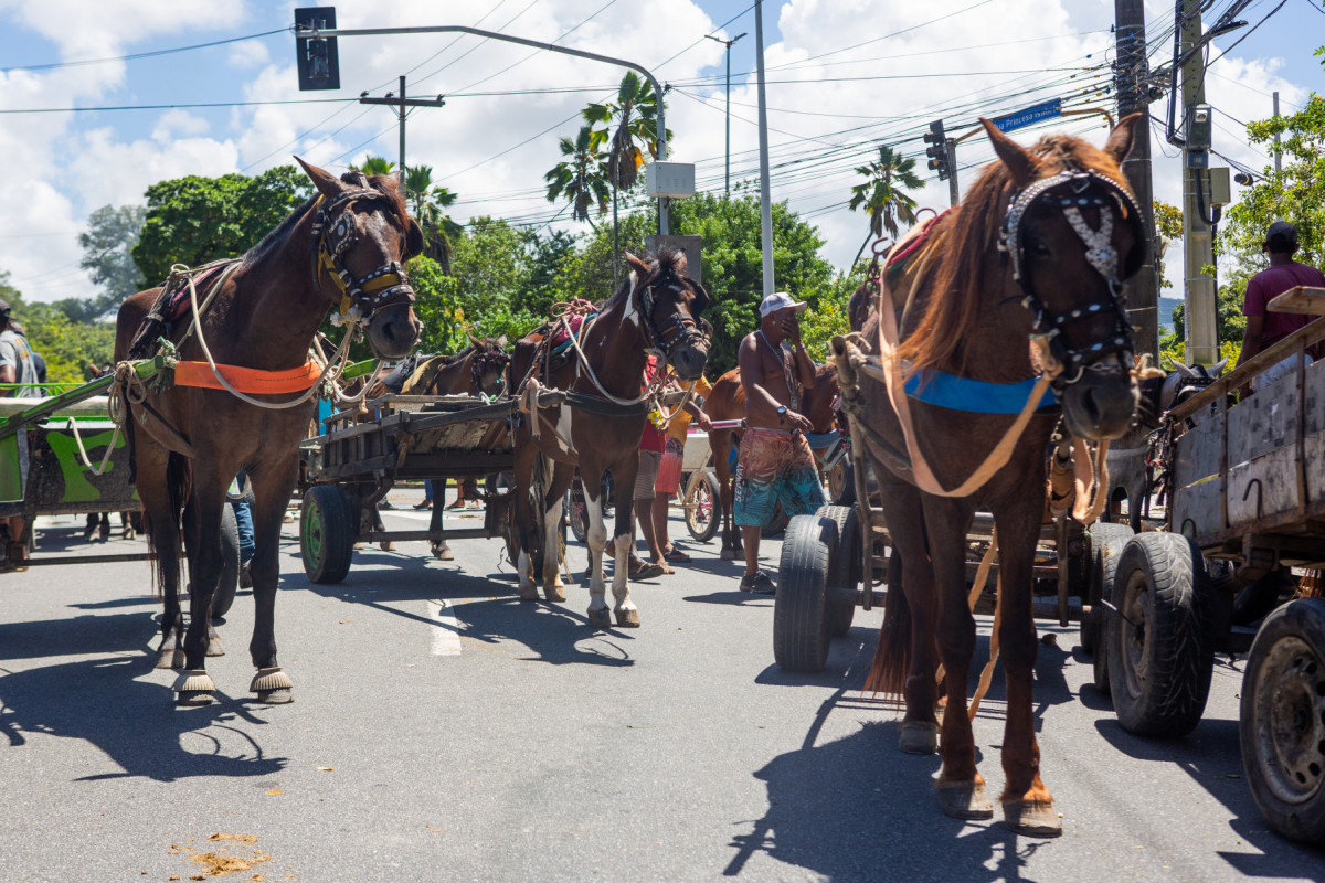   Recife, PE, 18/08/2025 - PROTESTOS CARROCEIROS - Na manhã desta segunda-feira(18), os carroceiros realizaram protestos, fechando o transito no viaduto da Joana Bezerra e em frente a câmara de vereadores.