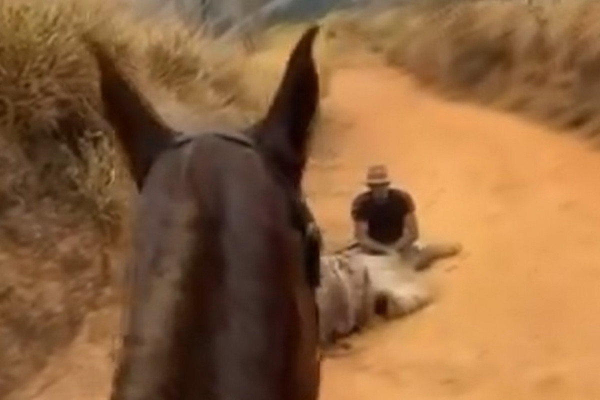 Cavalo teve as quatro patas mutiladas/Reprodução