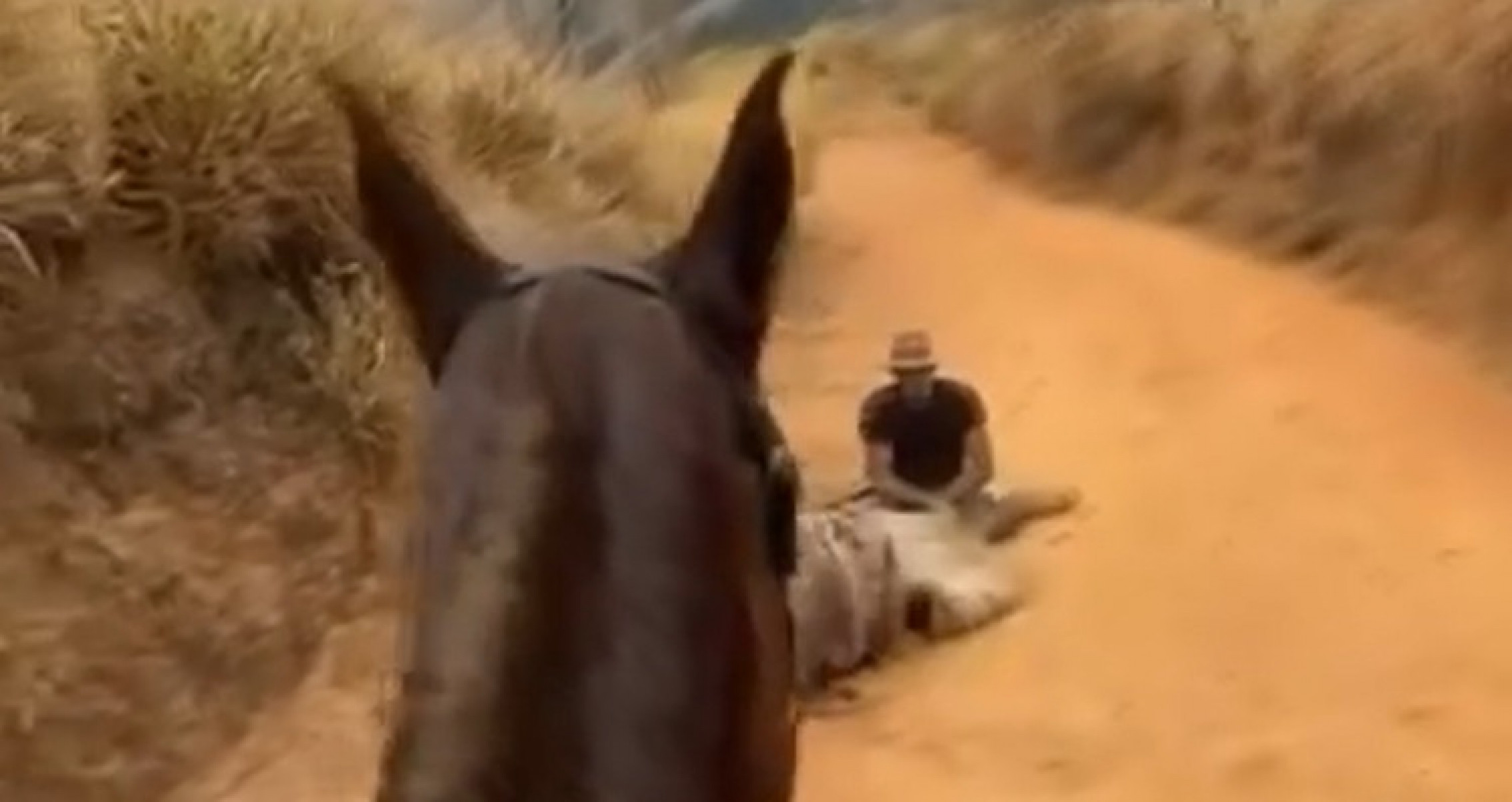 Cavalo teve as quatro patas mutiladas