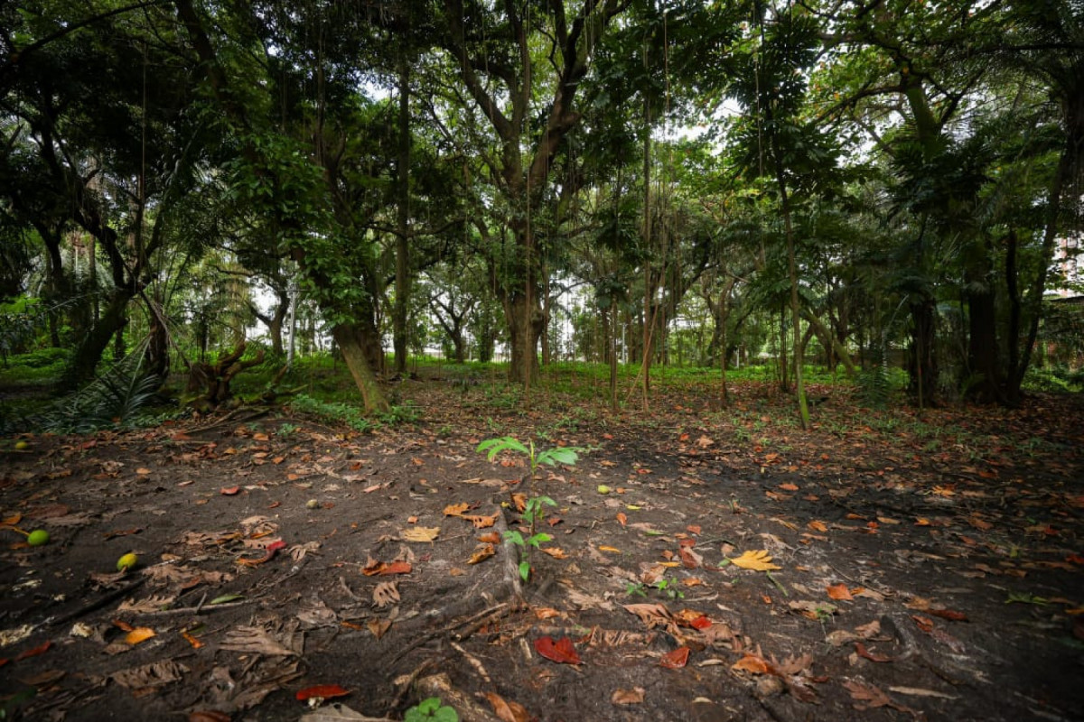 Área de mata no Parque da Tamarineira será preservada /Divulgação